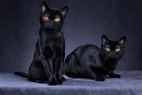 Bombay Cat