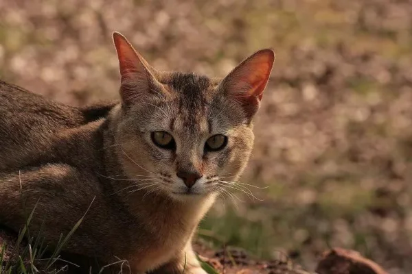 Gato Chausie 