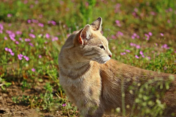 Chausie Cat