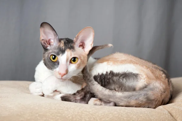 Cornish Rex 