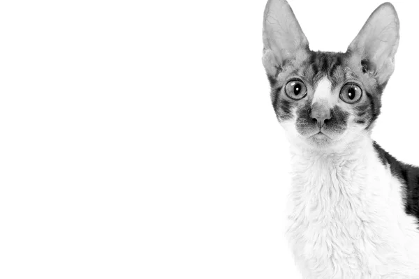 Cornish Rex