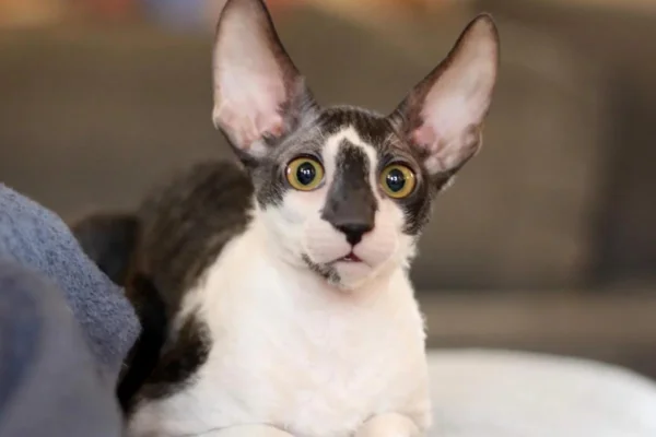 Cornish Rex