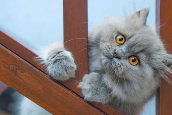 Persian cat