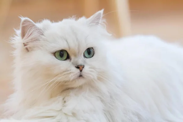 Persian cat