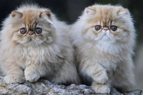 Persian cat