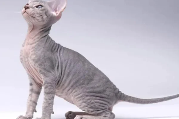 Peterbald Cat