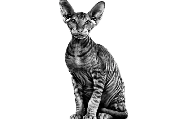 Gato Peterbald