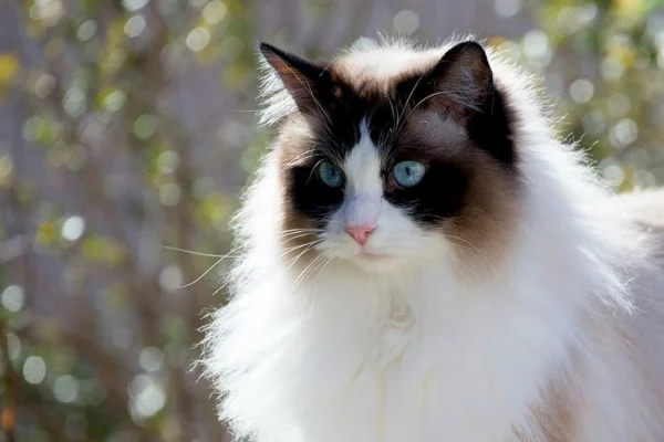 Gato Ragdoll