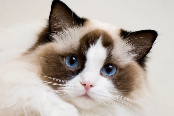 Gato Ragdoll