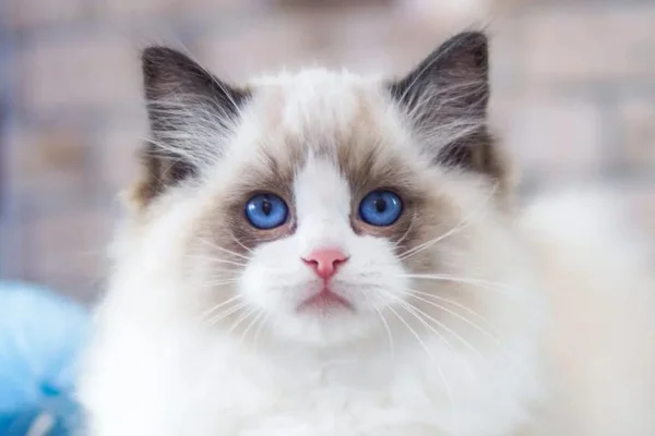 Chat Ragdoll