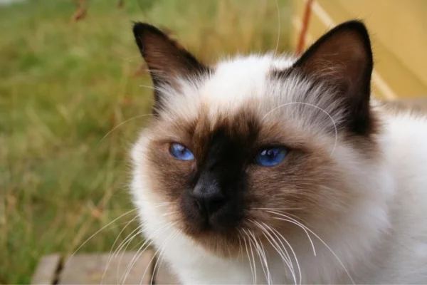 Chat sacré de Birmanie