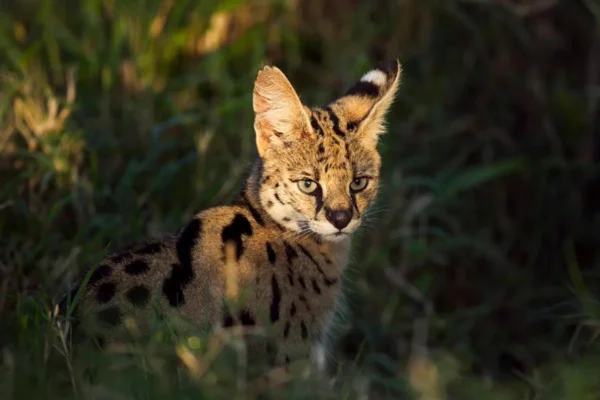 Savannah cat