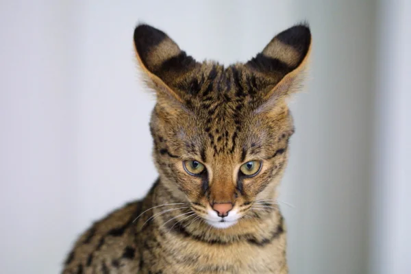 Savannah cat