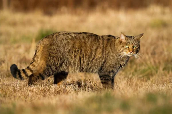 Wild Cat