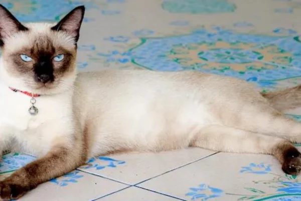 Gatto siamese