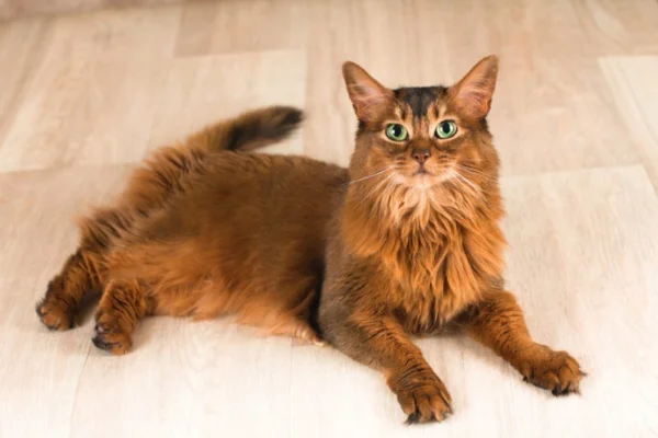 Somali cat