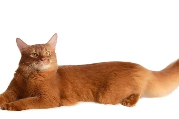 Somali cat