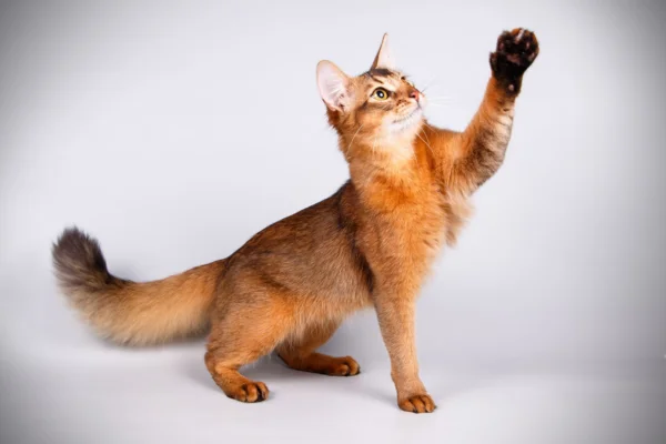 Somali cat