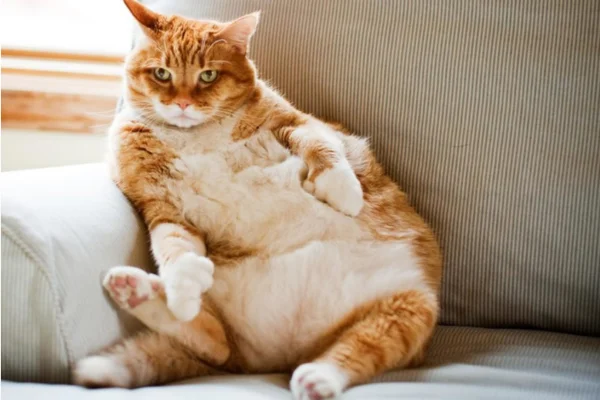 Gato obeso  pode ter resistência à insulina?