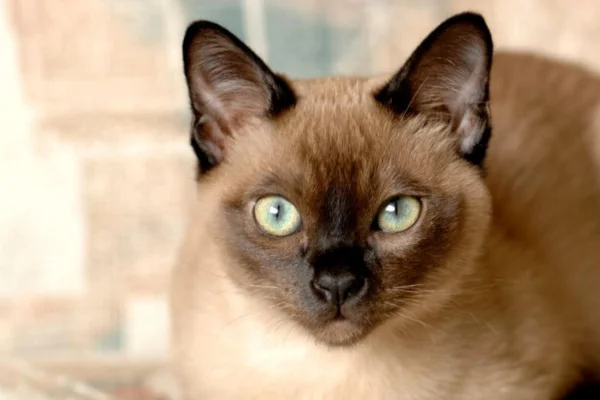 Tonkinese cat