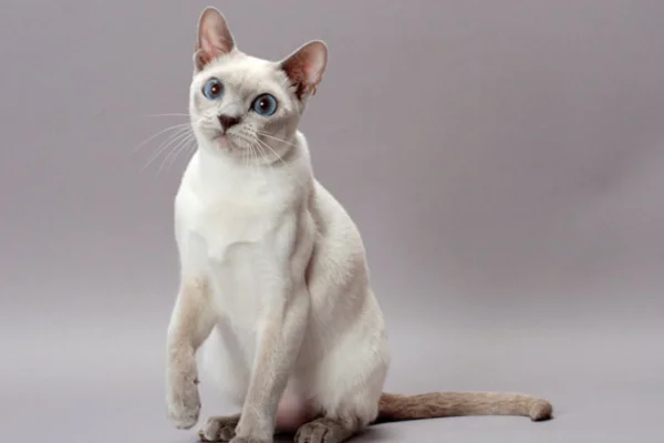 Tonkinese cat