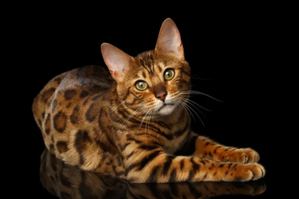 Bengal cats