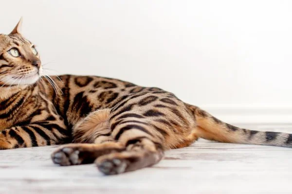 Bengal cats