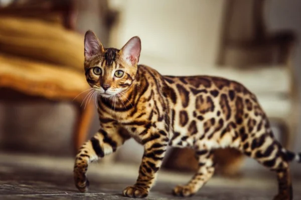 Gatos de Bengal