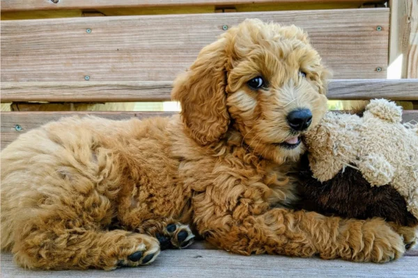 Goldendoodle (2)