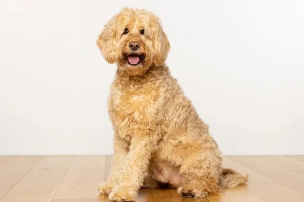 Goldendoodle