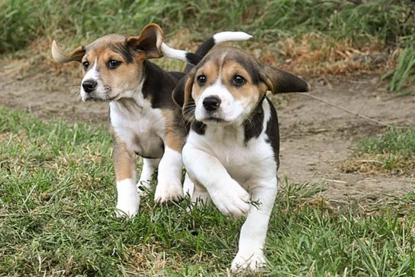 Razza di cane Harrier