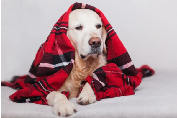 Hepatitis infecciosa canina