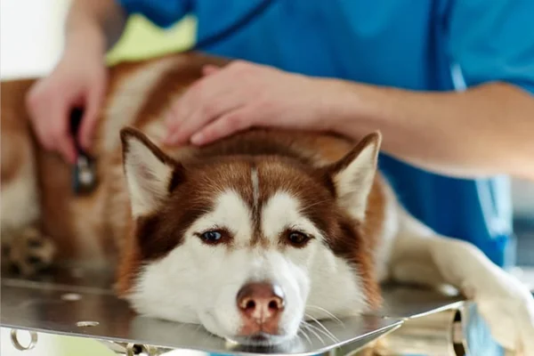 Hepatite Infecciosa Canina 