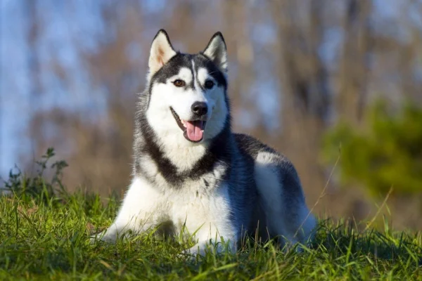 Husky Siberiano (2)