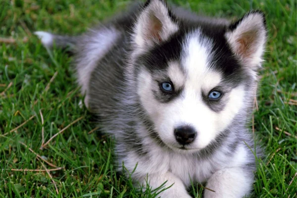 Husky siberiano