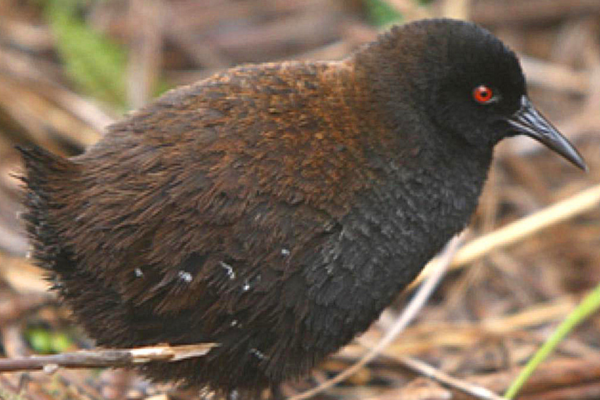 Inaccessible Island Rail