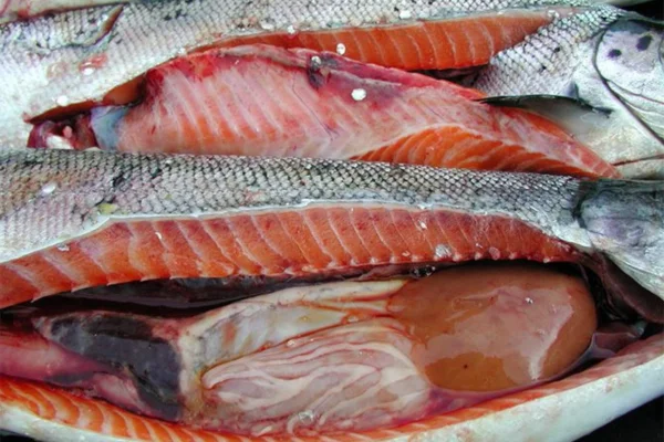 Necrosi pancreatica infettiva nel salmone atlantico