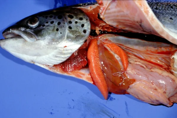 Necrosi pancreatica infettiva nel salmone atlantico