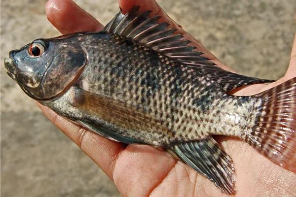 Iridovirus en granjas de tilapia