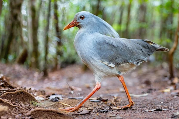 Kagu