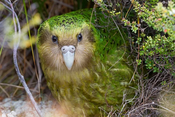 Aves que Não Voam: Características e Curiosidades