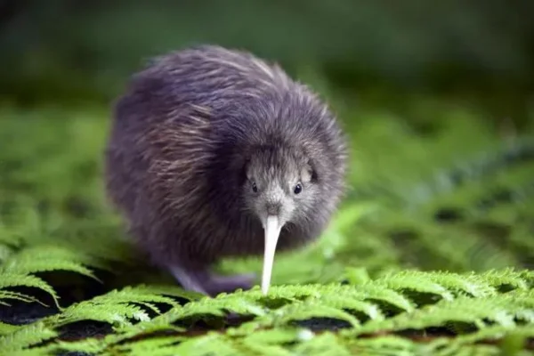 Kiwi: A Ave Símbolo Da Nova Zelândia