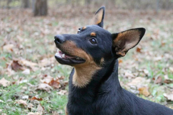 Lancashire heeler