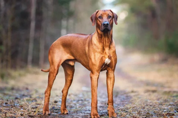 Lion de Rhodésie - race de chien