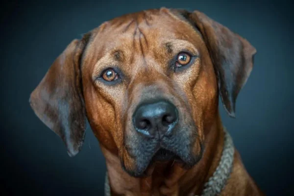 Rhodesian Lion - breed of dog