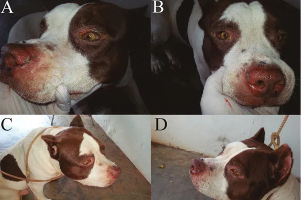 Canine Visceral Leishmaniasis