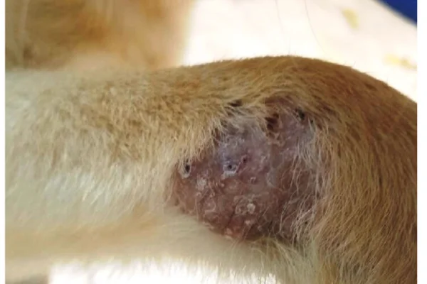 Leishmaniosis canina