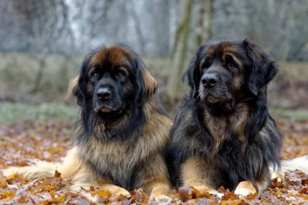 Leonberger