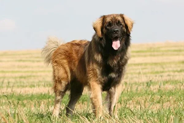 Leonberger