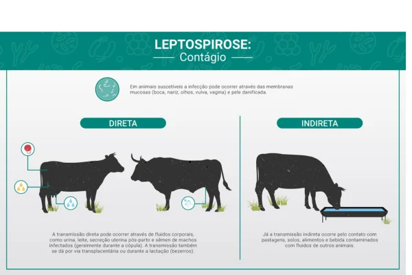 Leptospirose em Bovinos